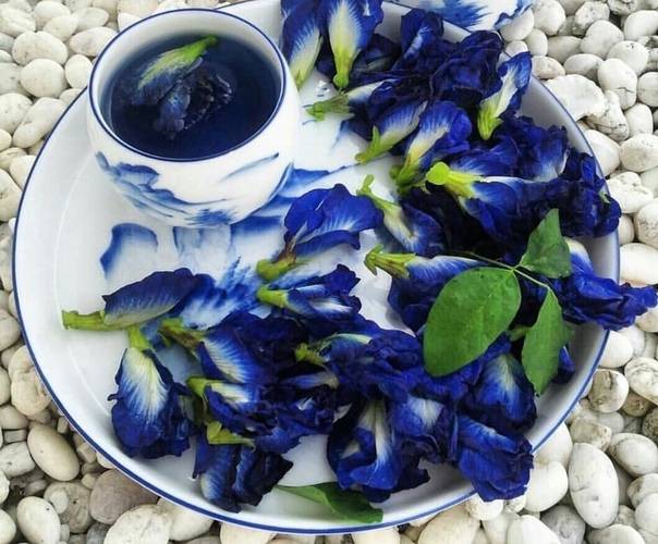 Синий чай из тайланда: как его пить и зачем?
