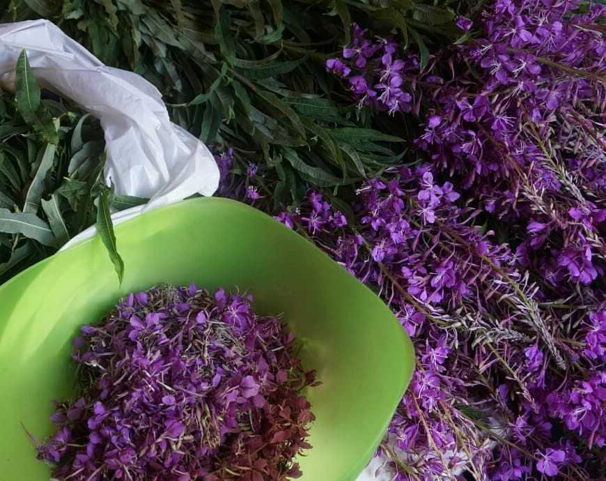 Рецепт приготовления иван-чая в домашних условиях, с какими травами можно заваривать, использовать настойку на самогоне, варенье из цветков своими руками и на молоке