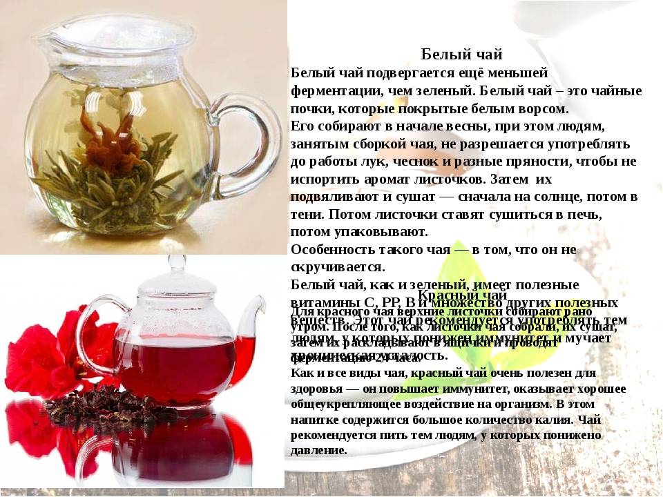 Белый чай полезные свойства белого чая