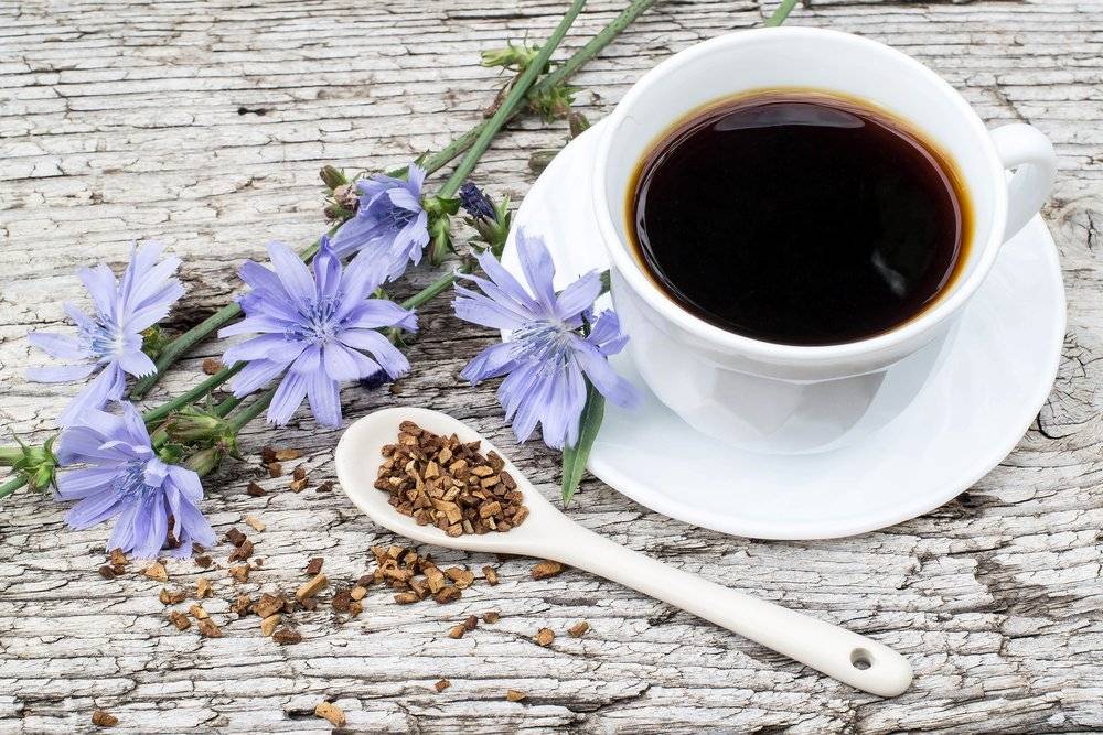 Цикорий вместо кофе - полезные свойства и советы по выбору