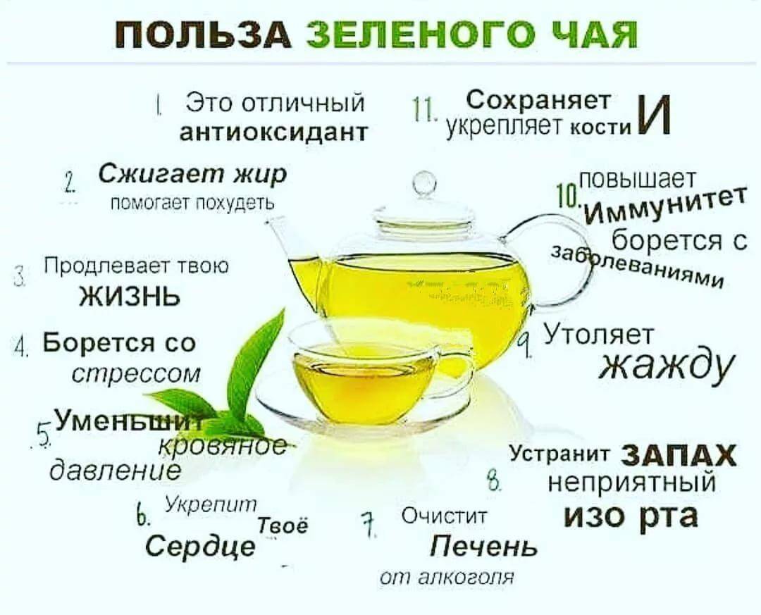 Польза и вред зелёного чая для организма человека