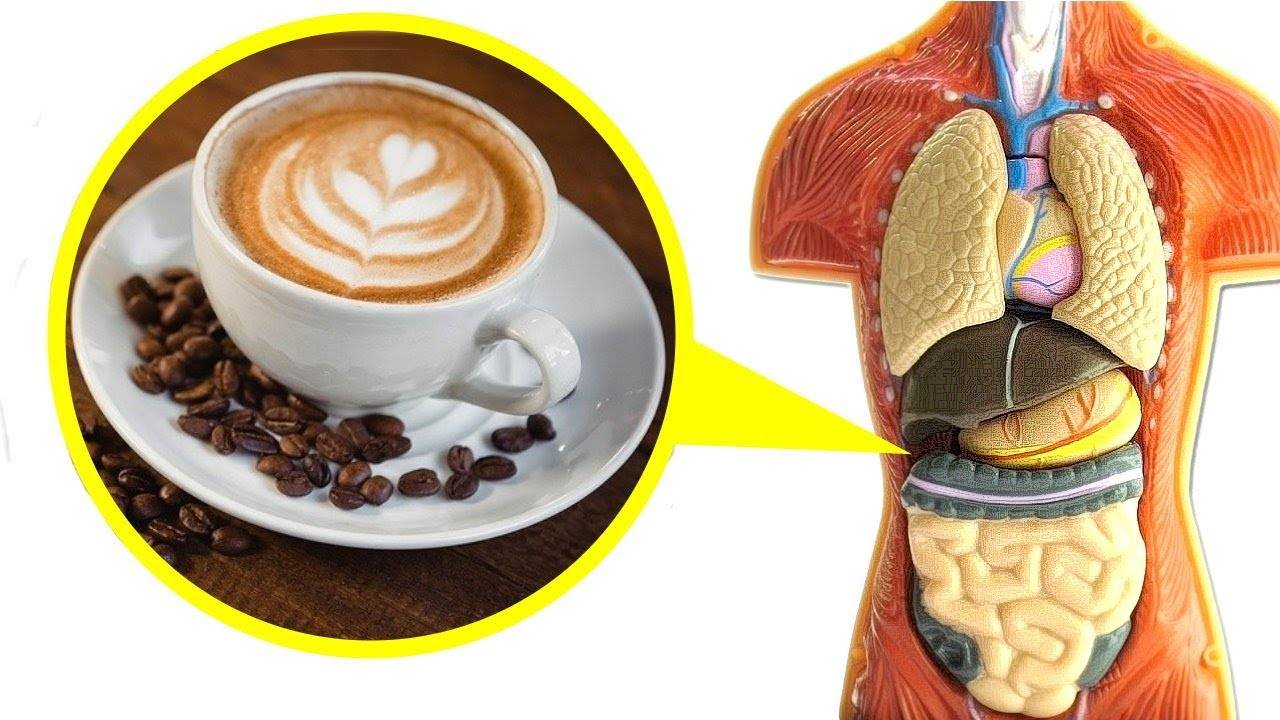 Что происходит с организмом, если пить кофе натощак утром