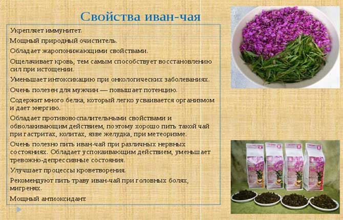 Иван-чай: полезные свойства и противопоказания для организма - детальный обзор