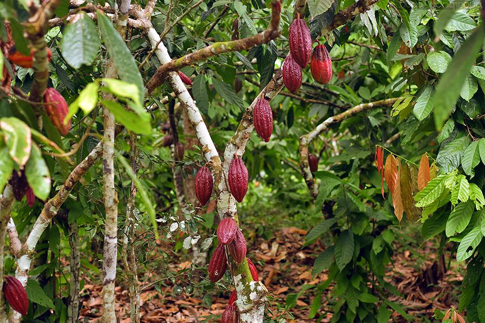 Шоколадное дерево какао: фото и описание растения, условия выращивания какао-плодов в домашних условиях