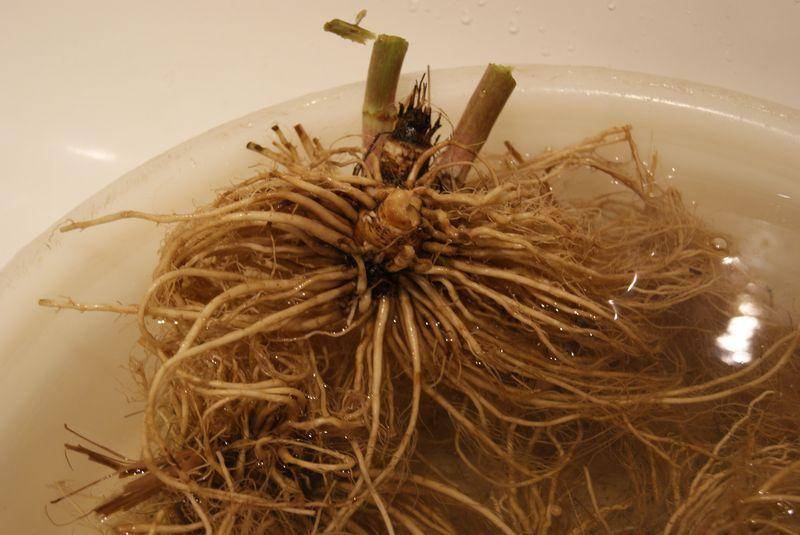 Валериана лекарственная корневища с корнями фото сырье