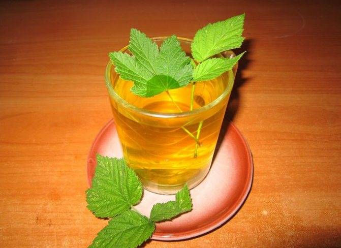 Как правильно заготовить листья малины на зиму для чая в домашних условиях