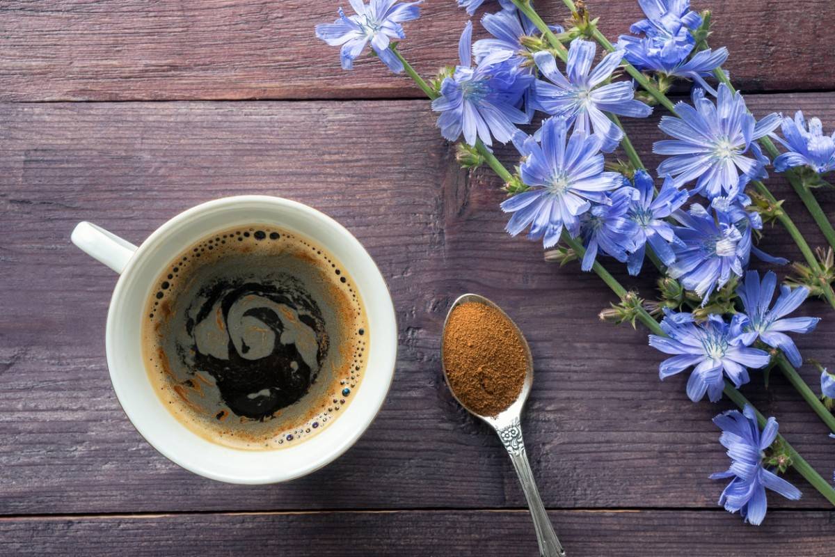 Что полезнее: кофе или цикорий, чем они отличаются и что лучше пить для здоровья организма