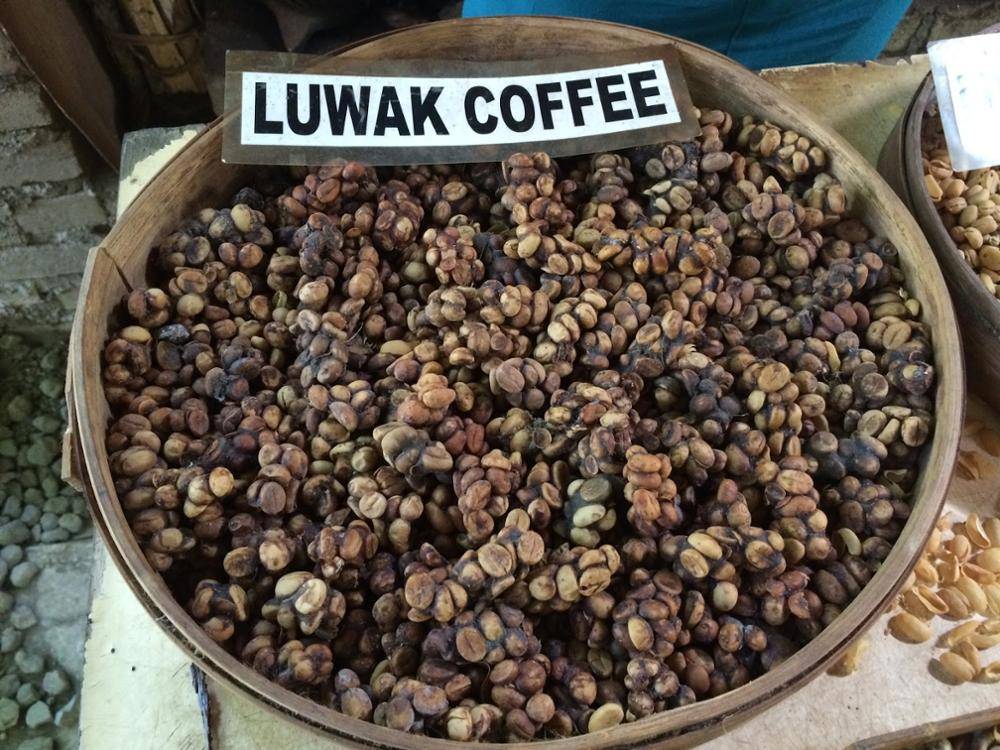 Kopi luwak (копи лювак) – кофе из экскрементов