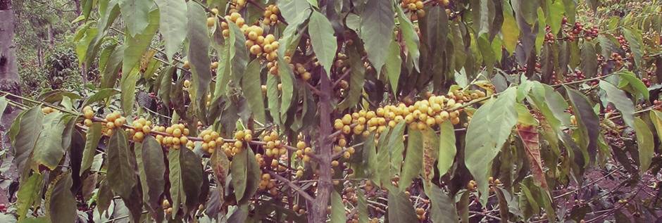 Кофе арабика премиум «бурбон поинтю лаурина» 100 г зерно