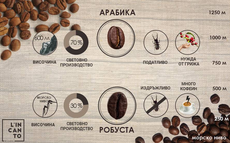 Сорта кофе и виды – отличия, особенности вкуса
