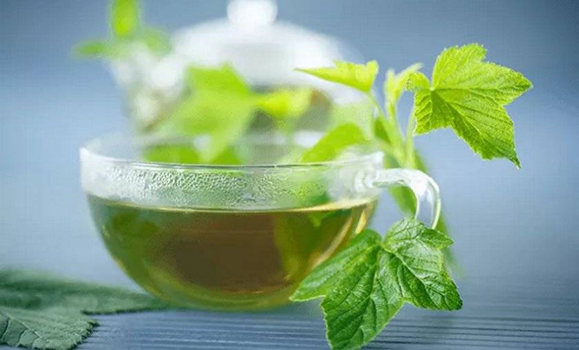 Приготовление чая из листьев смородины, польза и вред напитка