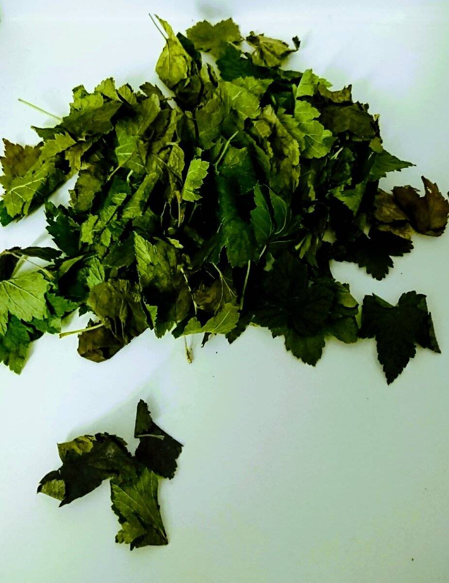 Когда собирать и как сушить листья смородины, чтобы получить качественный чай