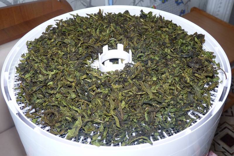 Кипрей (иван-чай): как собирать и сушить в домашних условиях, полезные свойства, фото
