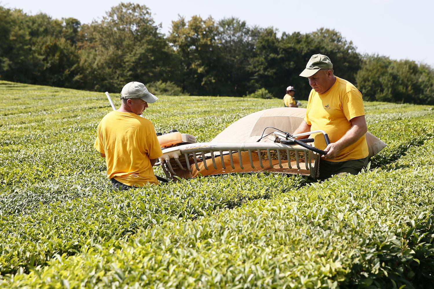 Как выращивают и изготавливают чай. основные виды чая