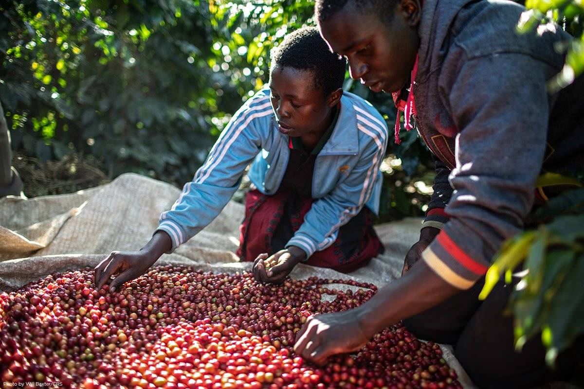 Кофе в Танзании — история и развитие