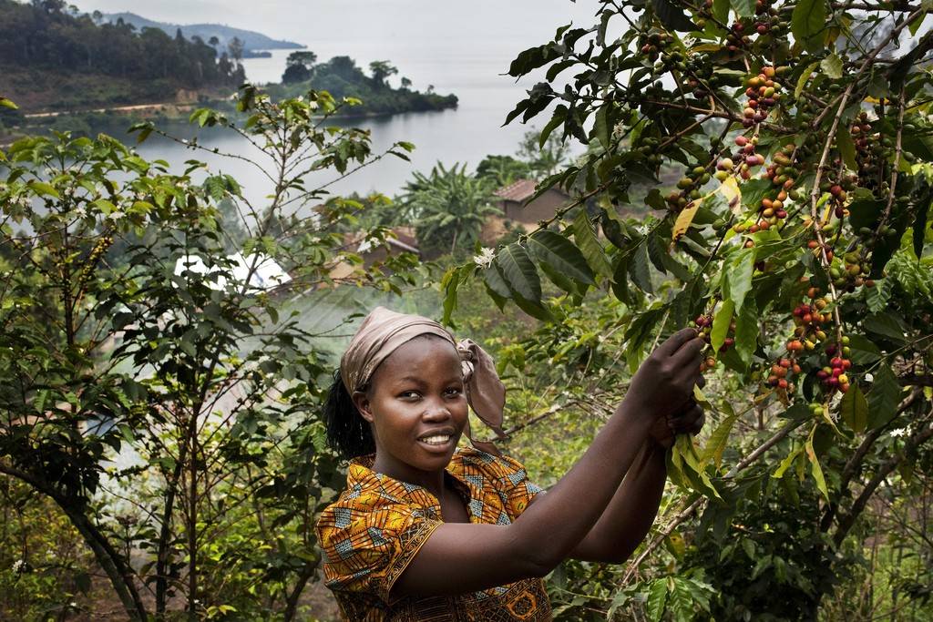 Где растет кофе: страны производители кофе в мире, полный список