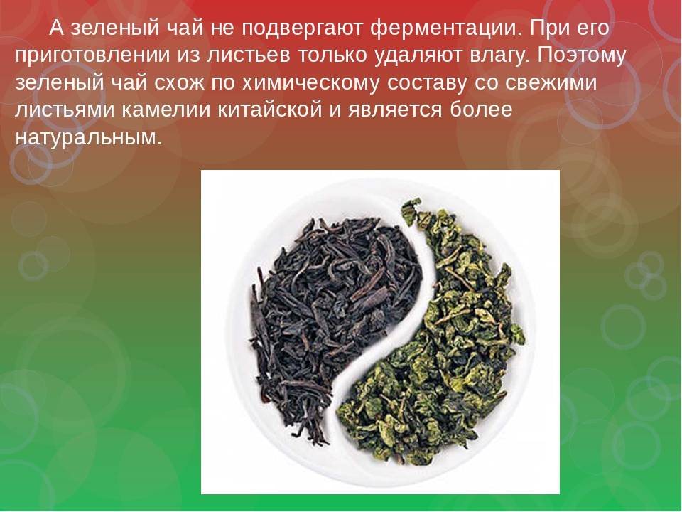 Иван-чай ферментированный: лечебные свойства и противопоказания как ферментировать в домашних условиях отзывы