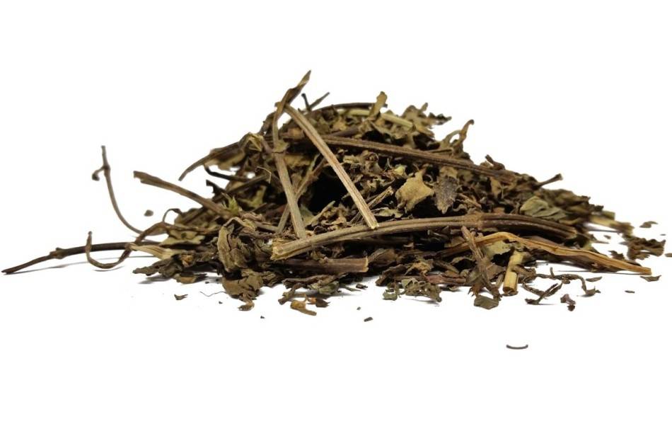 Почечный чай (ортосифон): полезные свойства и противопоказания
