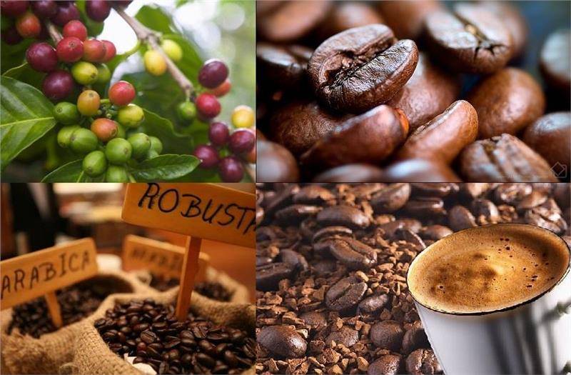 Кофе из вьетнама – особенности выращивания, сорта, способ заваривания. цены на сырье
