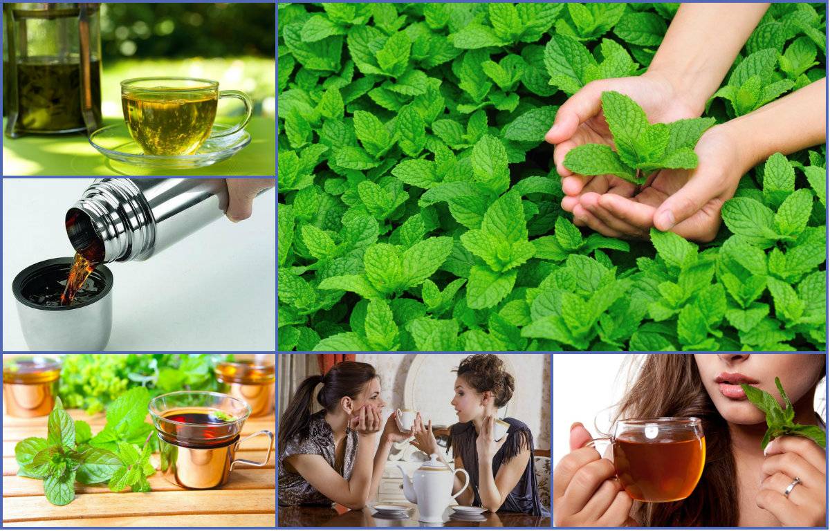 Чай с мятой???? польза и вред, 26 свойств для женщин и мужчин, рецепты мятного чая