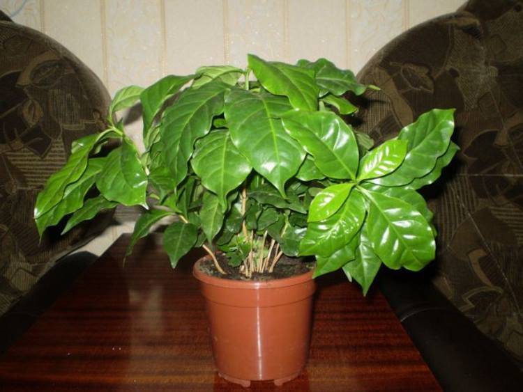 Комнатное растение кофейное дерево: где растет, как цветет, как размножить кофейное дерево в домашних условиях