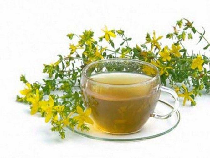 Лечебный чай из травы зверобой для женщин, свойства, польза и противопоказания