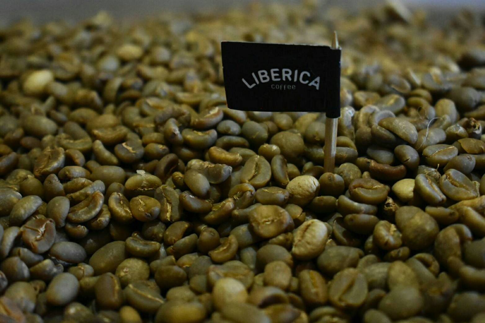 Либерика (cofféa liberica)