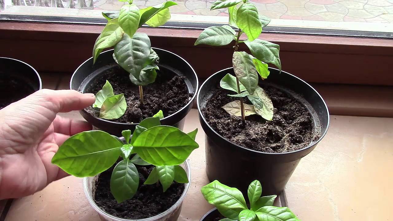 Кофейное дерево - выращивание и уход в домашних условиях, болезни
