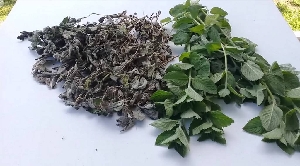 Когда сушить мелиссу и мяту: как правильно собирать и заготавливать растения на зиму, а также можно ли их замораживать, в том числе для приготовления чая? русский фермер