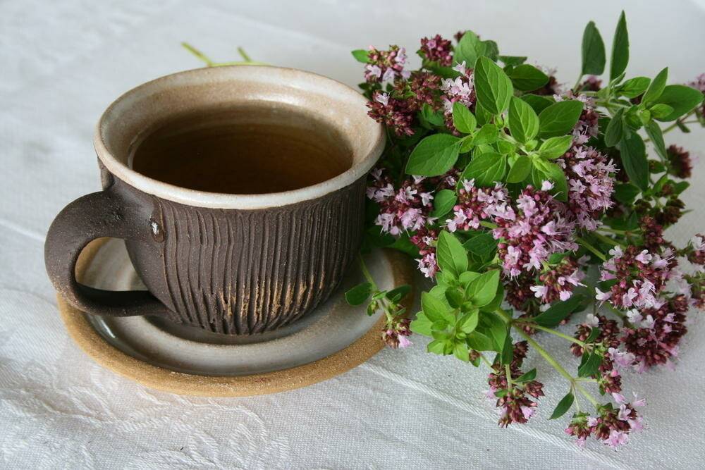 Польза и вред душицы, как правильно заваривать чай с душицей