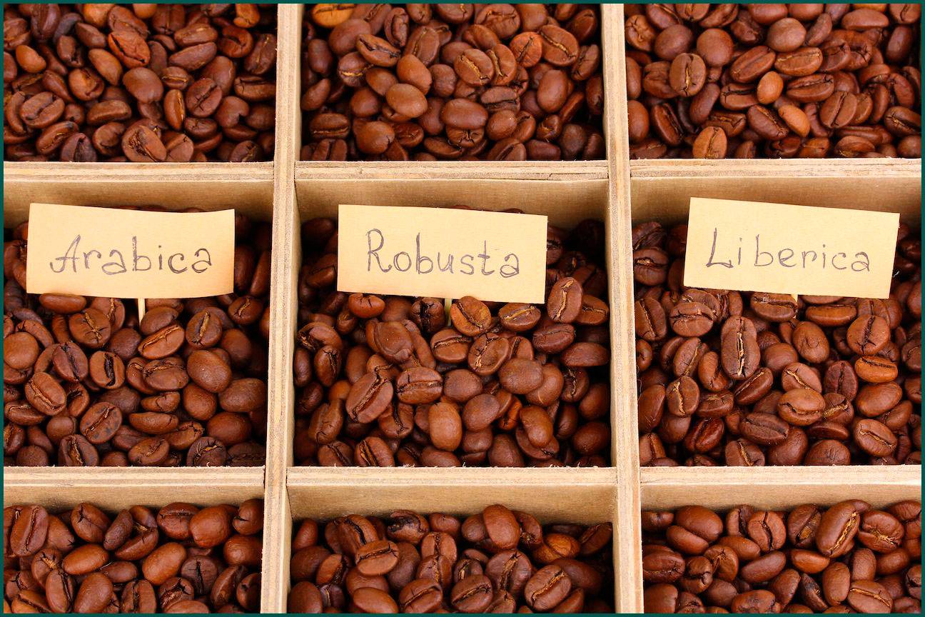 Какие страны выращивают и экспортируют кофе?