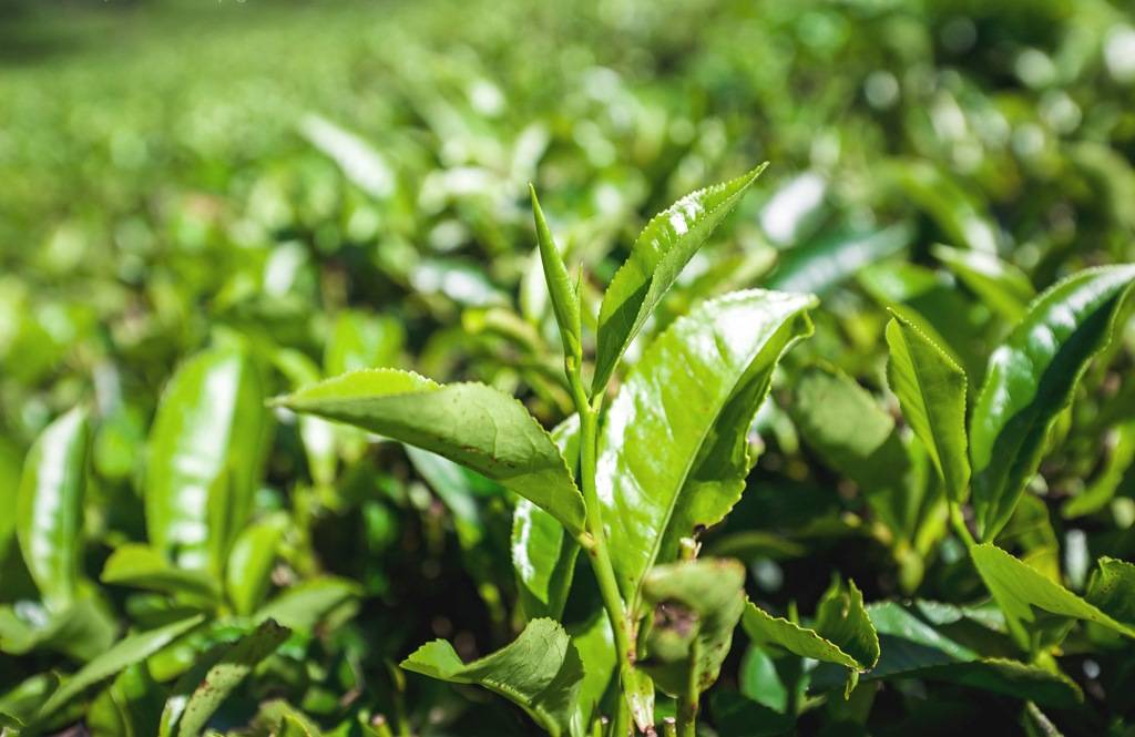 Чай индийский чай — виды чая, где растут и как заваривать