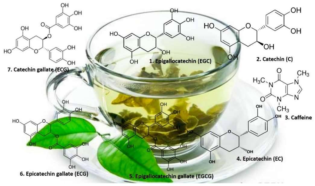 Немецкие ученые внесли зеленый чай в список продуктов, способных бороться с коронавирусом... - интернет-магазин