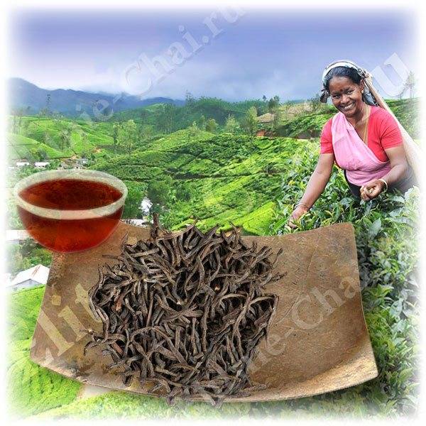 Цейлонский чай — особенности сортов, как заварить | oblacco