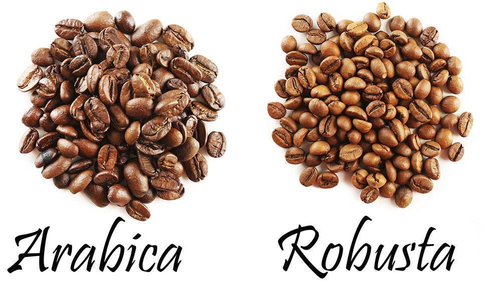 Робуста и арабика - различия этих видов кофе