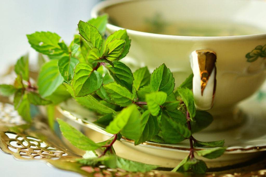 Чай из мяты лечебные свойства и противопоказания, польза и вред при беременности