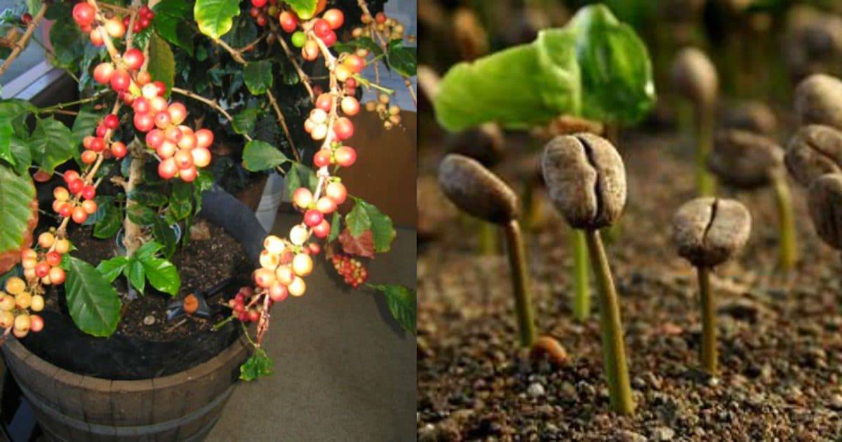Кофейное дерево - выращивание и уход в домашних условиях, болезни