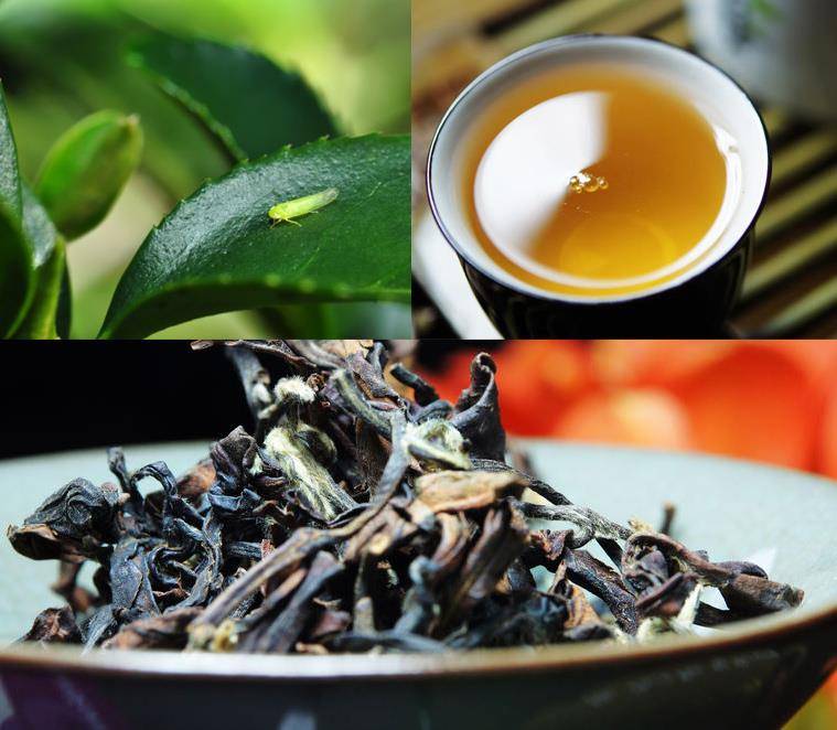 Улун габа алишань: полезные свойства, эффект, как заваривать чай