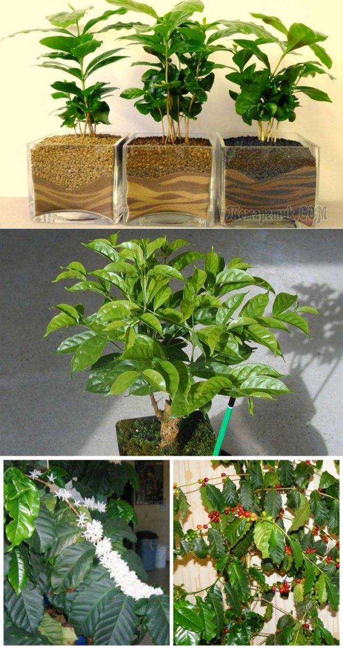 Кофейное дерево — выращивание и уход в домашних условиях, фото видов