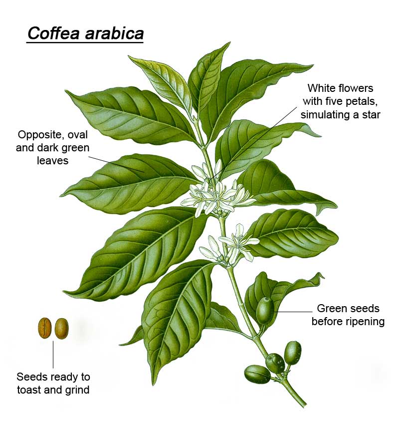 Разновидности и сорта кофейных деревьев
