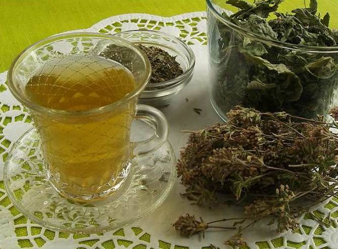 Чай с мелиссой – польза и вред