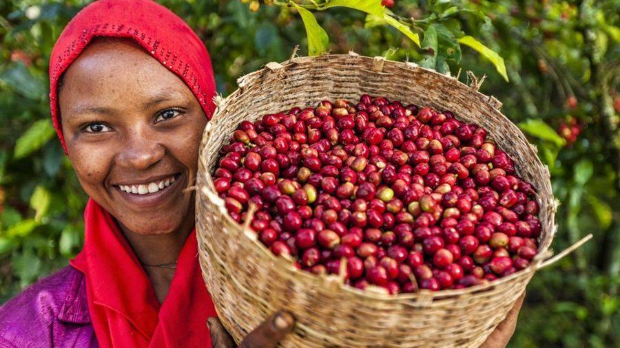 Где находится родина кофейного дерева европа африка азия южная америка | портал о кофе