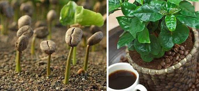 Кофе арабика - уход за растением в домашних условиях