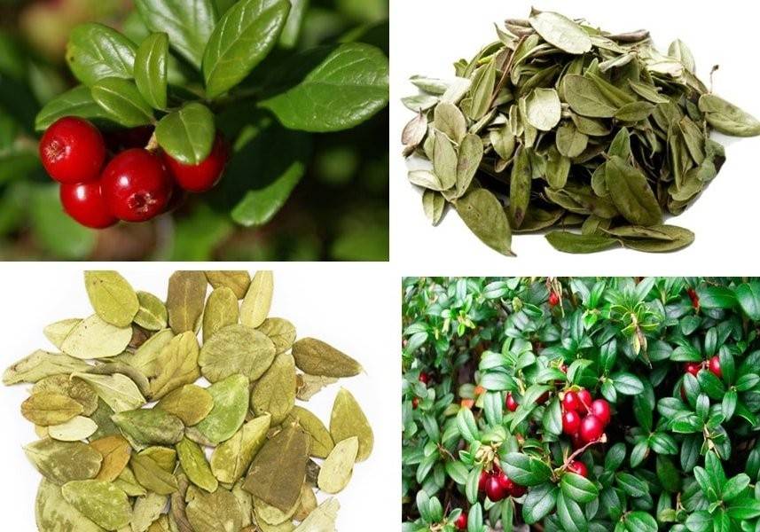 Брусничный чай: рецепты из листьев брусники, полезные свойства