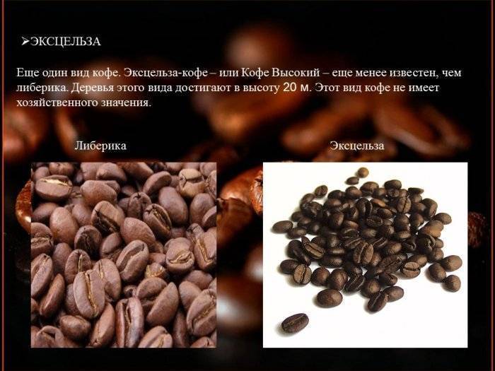 История проникновения кофе в европу и америку, напиток знати
