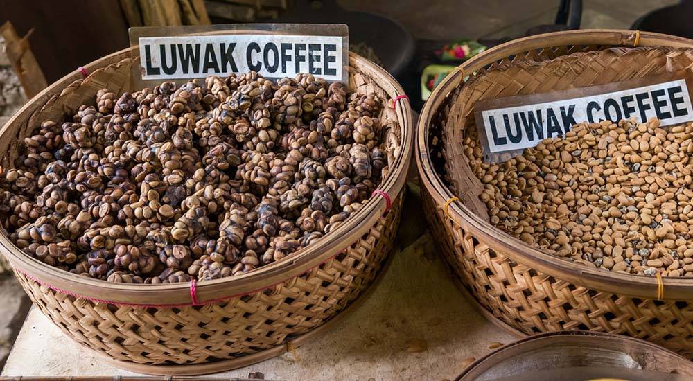 Кофе, который считается самым дорогим на планете