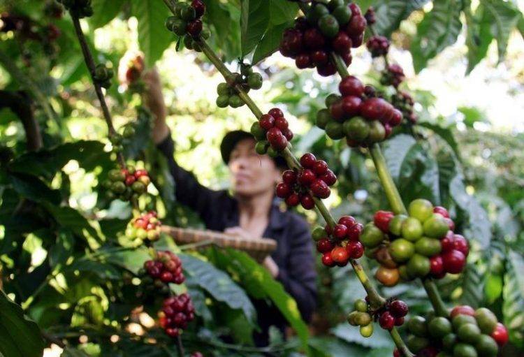 Где купить кофе из вьетнама
