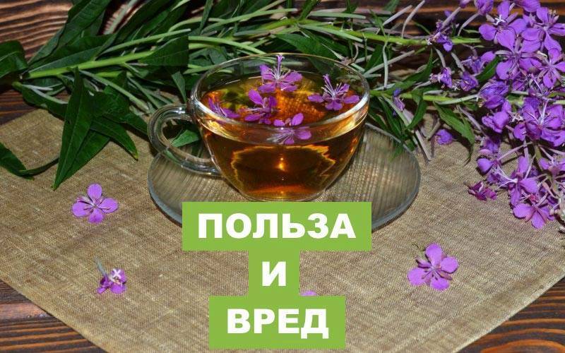 Копорский чай: полезные свойства и противопоказания иван-чая, как его пить? из чего состоит, польза и вред