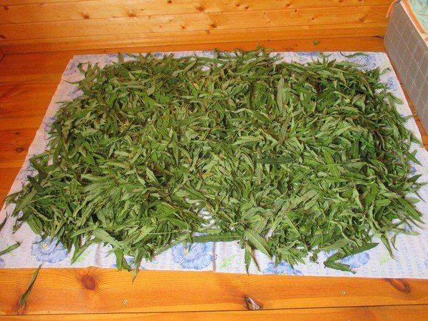 Домашние специи и чаи: как правильно сушить травы – woman delice