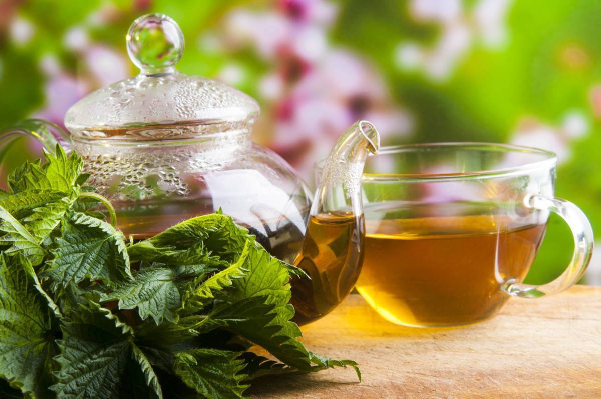 Чай с душицей: польза и вред для вашего здоровья